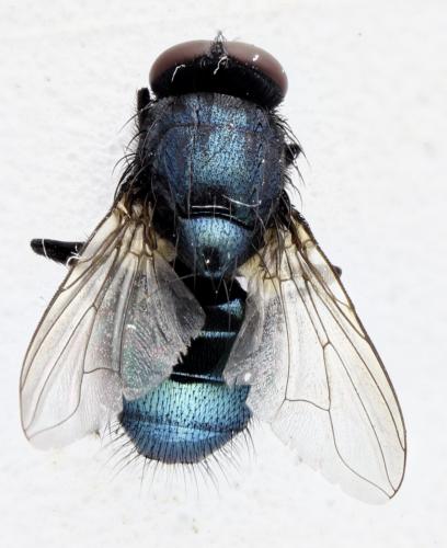 Réf. 335 242 : Eudasyphora cyanicolor